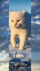 snow leopard the beauty of nature  #shorts #viral #kamran #desi #life