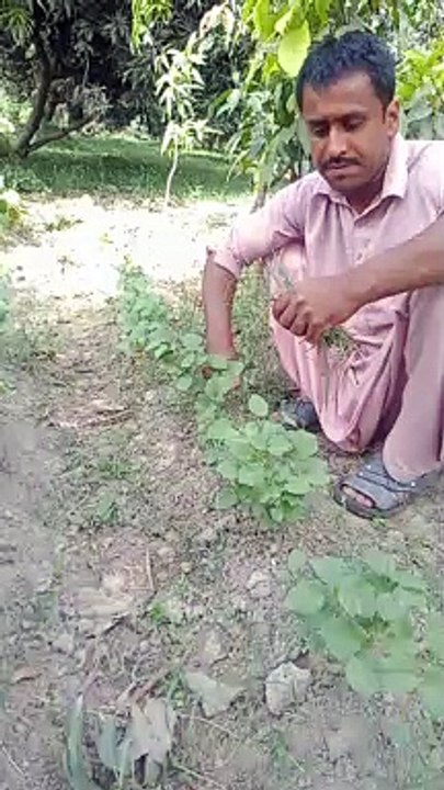 Vegetable gardening
