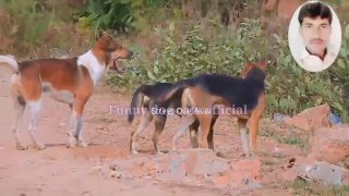 dog crossing || funny dog video || dog fight || dog xxx video|| dog lldog sex funny dog xxx video