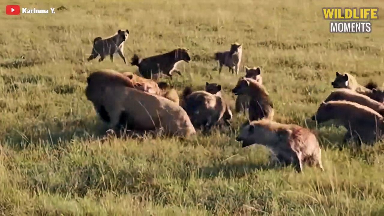 15 Scariest Moments HYENAs Messed With Wrong Opponent - Wildlife Moments