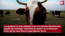 Buscan bloquear los efectos de los eructos de las vacas al cambio climático