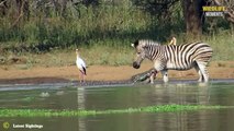 45 Craziest Moments Crocodile Attack Zebra In The River @swagwildlifemoments