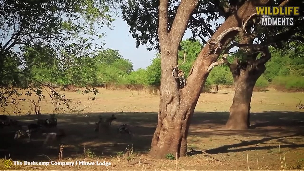 45 Craziest Moments Leopard Messed With The Wrong Opponent @swagwildlifemoments