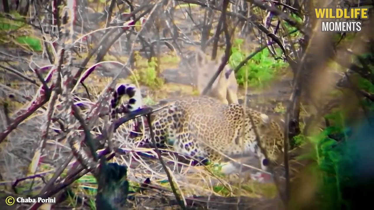 45 Crazy Moments When Big Cats Fight In The Trees Caught On Camera
