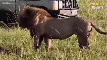 45 Epic Moments Lion vs Hyena Fight And Shocking Ending - Wildlife Moments