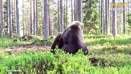 45 EPIC MOMENTS LION VS TIGER VS BEAR FIGHT TO THE LAST BREATH