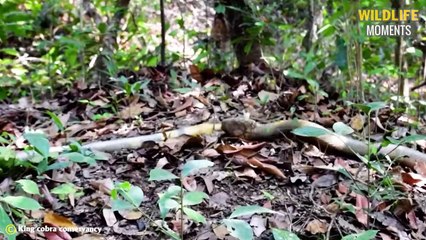45 Horror Moments King Cobra Attack & Swallow Other Snakes Caught On Camera