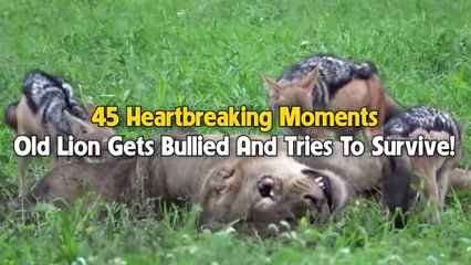 45 Sad Moments Old Lion Gets Bullied And Tries To Survive @swagwildlifemoments