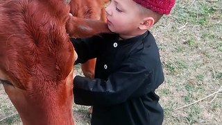 Child love with cow#cow video viral#video viral#short video viral