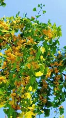 fresh fruit tree WOW