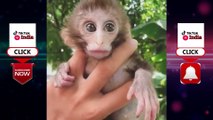 Funny Animals videos - funny monkey videos - funny vines videos - funny videos - funny vines - funny vines fails -  ~