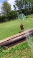 Watering a deer during a heat wave (Switzerland)   Arroser un chevreuil pendant une canicule (Suisse)