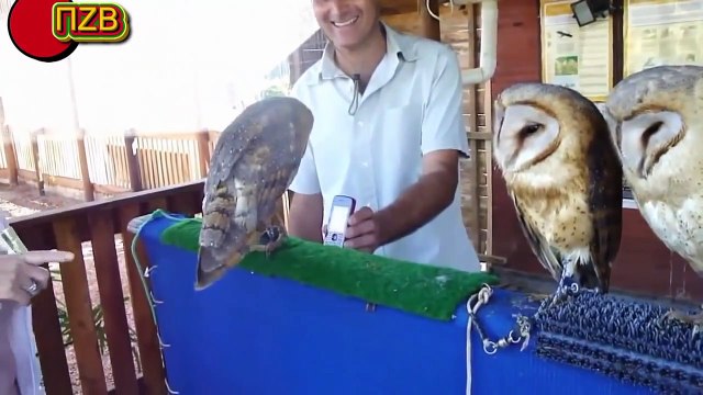 Funny Animals Compilation 2015 Забавные животные ! Приколы с животними