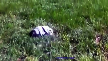 HOT FUNNY ANIMALS COMPILATION 2014 PART29