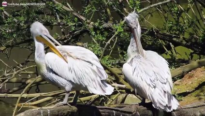 Pélican Frisé au Parc des oiseaux