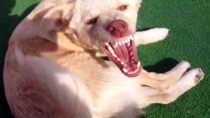 Chien qui se mord la queue