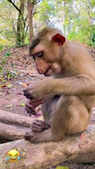 little monkey want to smoking and eat