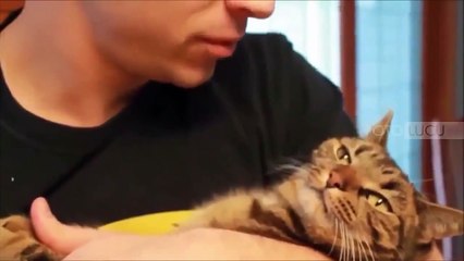 Funny Animal Videos - Best Funny Animals compilation 2015 Must Watch