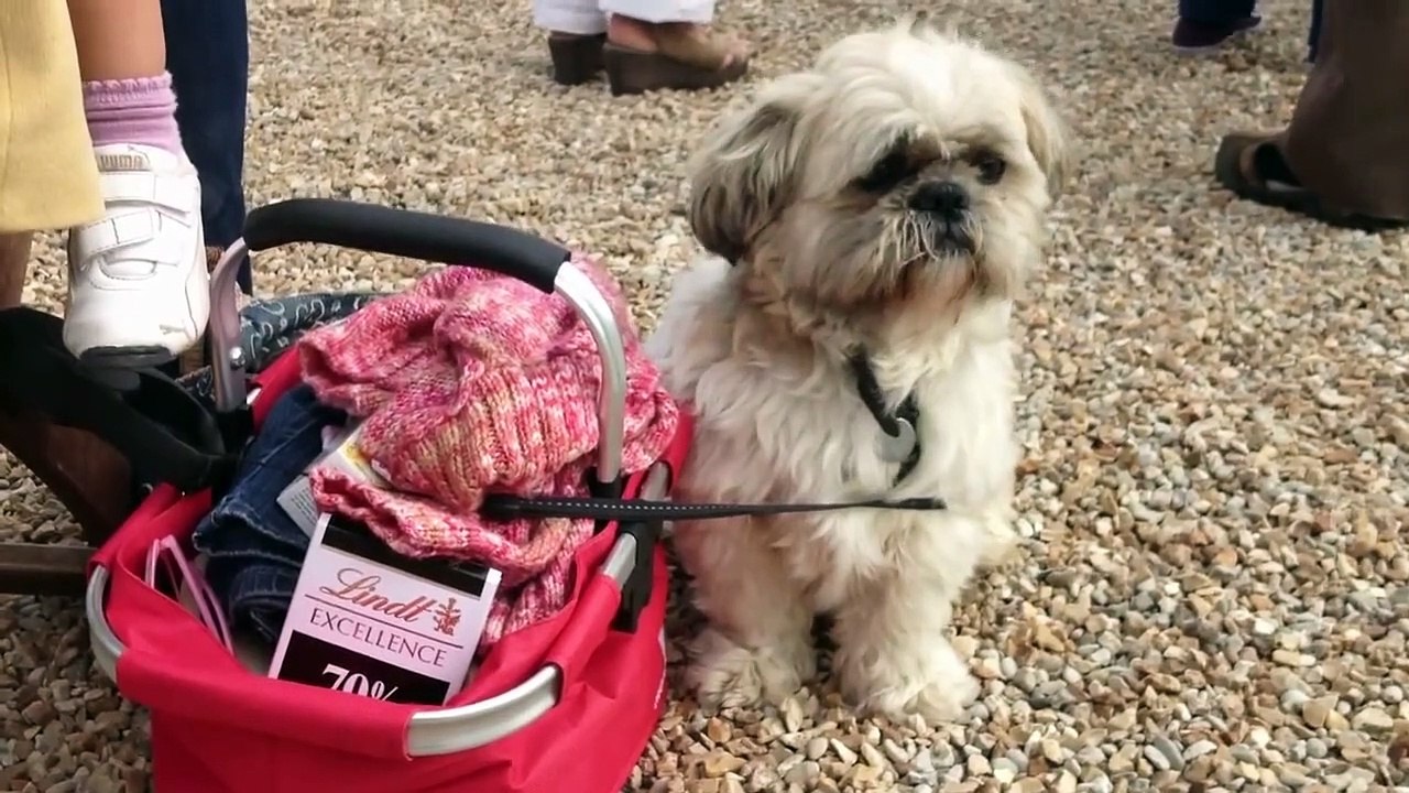 Concours International d'Attelage de Tradition à Rambouillet