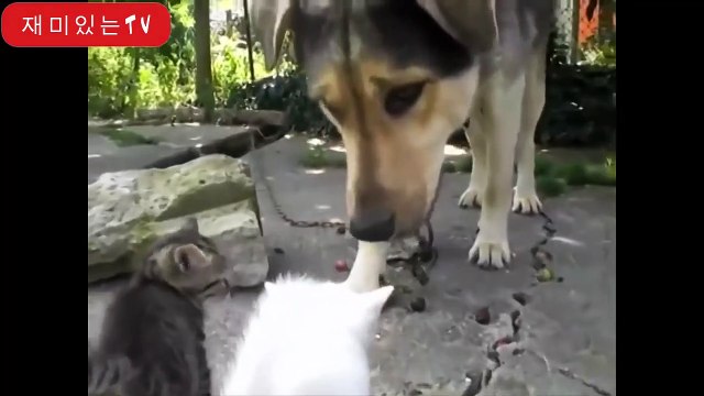 Des chiens rencontrent des chatons pour la première fois