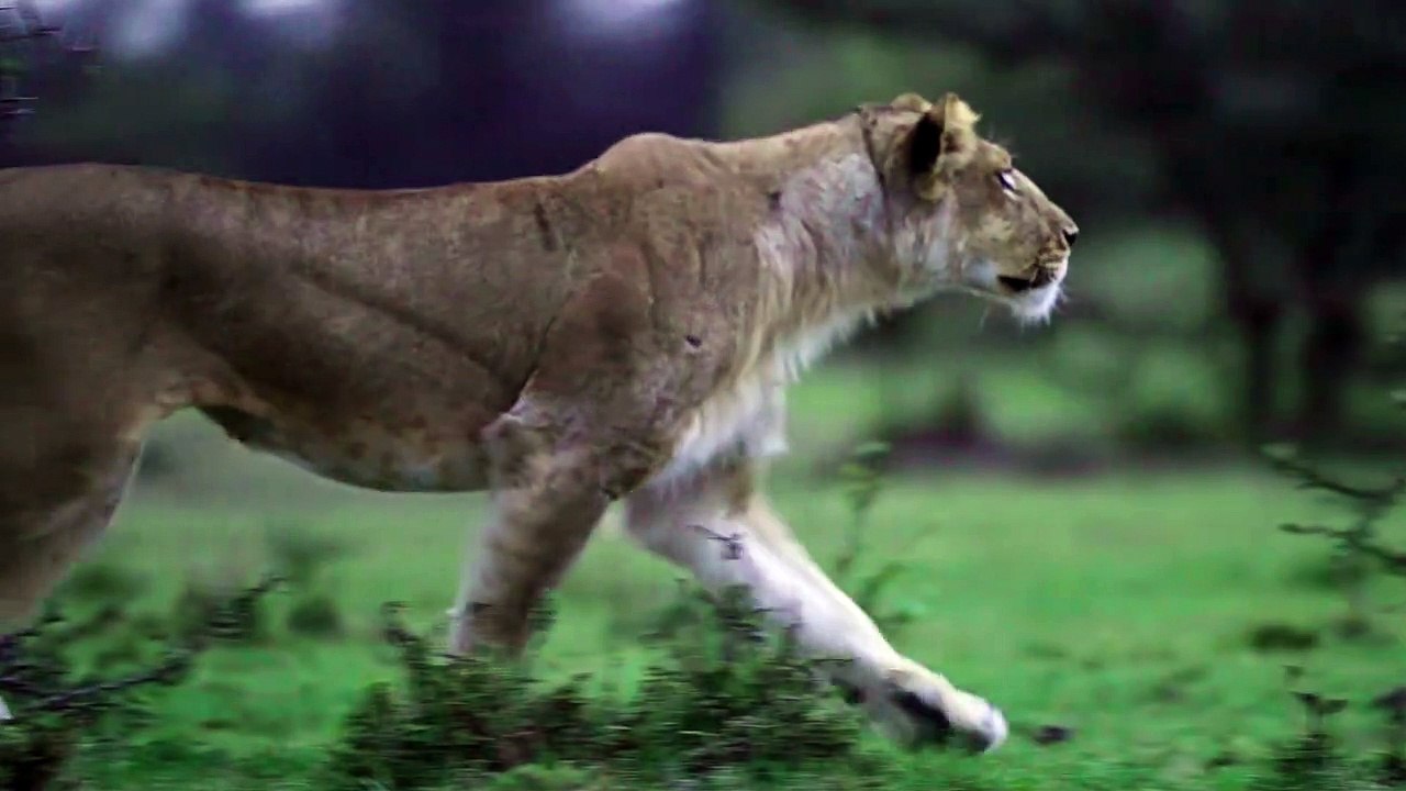 Lion Wildlife