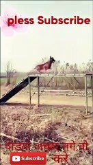 Doglover dog jump video