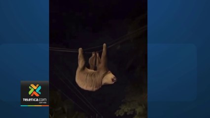 tn7-Graban a perezoso colgando de cables de electricidad en playa Cocles-030423