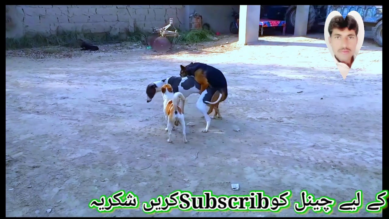 Street Dog breeding In Field. Animal breeding Seasonll dog xxx meeting lldog sex funny video girls all