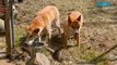 Pure-bred dingoes return to their home on NSW South Coast