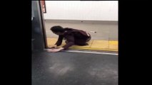 Drunk man gets dragged on subway platform
