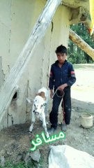 Kashmiri Mountain Boy