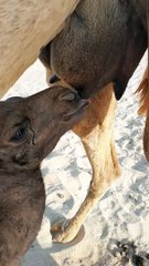 Alhamdulillah, milk comes out of a camel