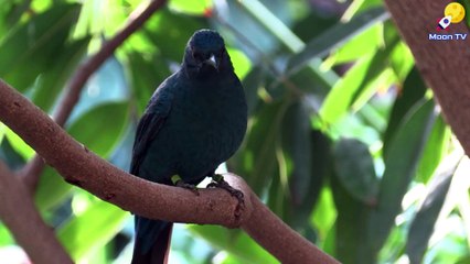 Instrumental Music for Relaxation and Sleep