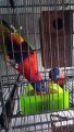 Beautiful Rainbow Lorikeet ( Loriini ) Parrot Pair