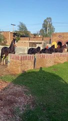 Animals Lover beautifull horse in the world