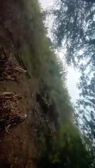 वन भूमि पर अतिक्रमण कर लगाया अमरूद का बगीचा