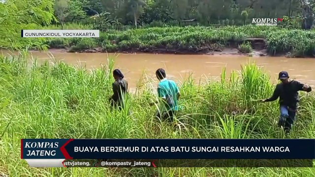 Buaya Berjemur di Atas Batu Sungai Resahkan Warga