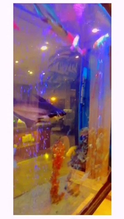 Fish Aquarium