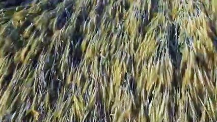 बेमौसम बारिश आई, फिर से तबाही लाई