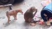 Monkey vs dog real fight _ funny dog vs monkey video l funny video l comedy videos