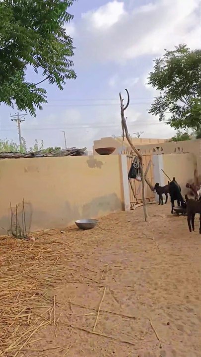 Daily village life of Thar desert of Sindh Pakistan