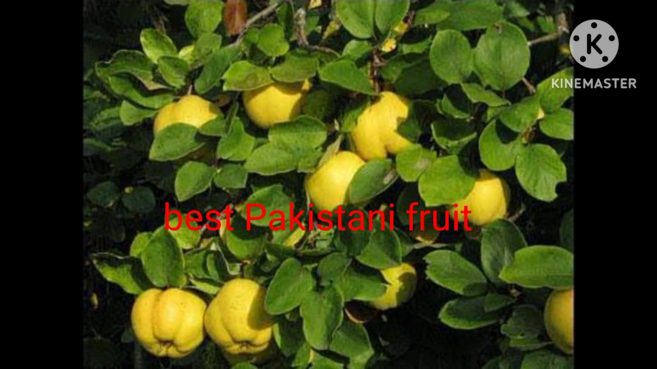 Best Pakistani fruits