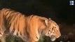 Watch Two Tigers Roaming on a Highway as Some Vehicles Stand aside to Give them Some Space