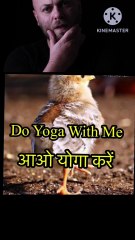 Yoga with Chicken  आओ योगा करें | This Chick is doing yoga | Amazing