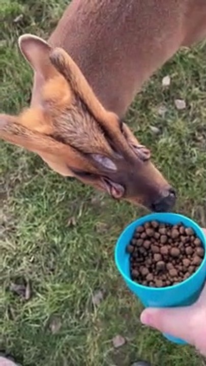 Biscuit The Alien Deer