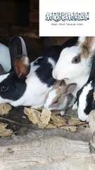 Rabbit khana khate hue