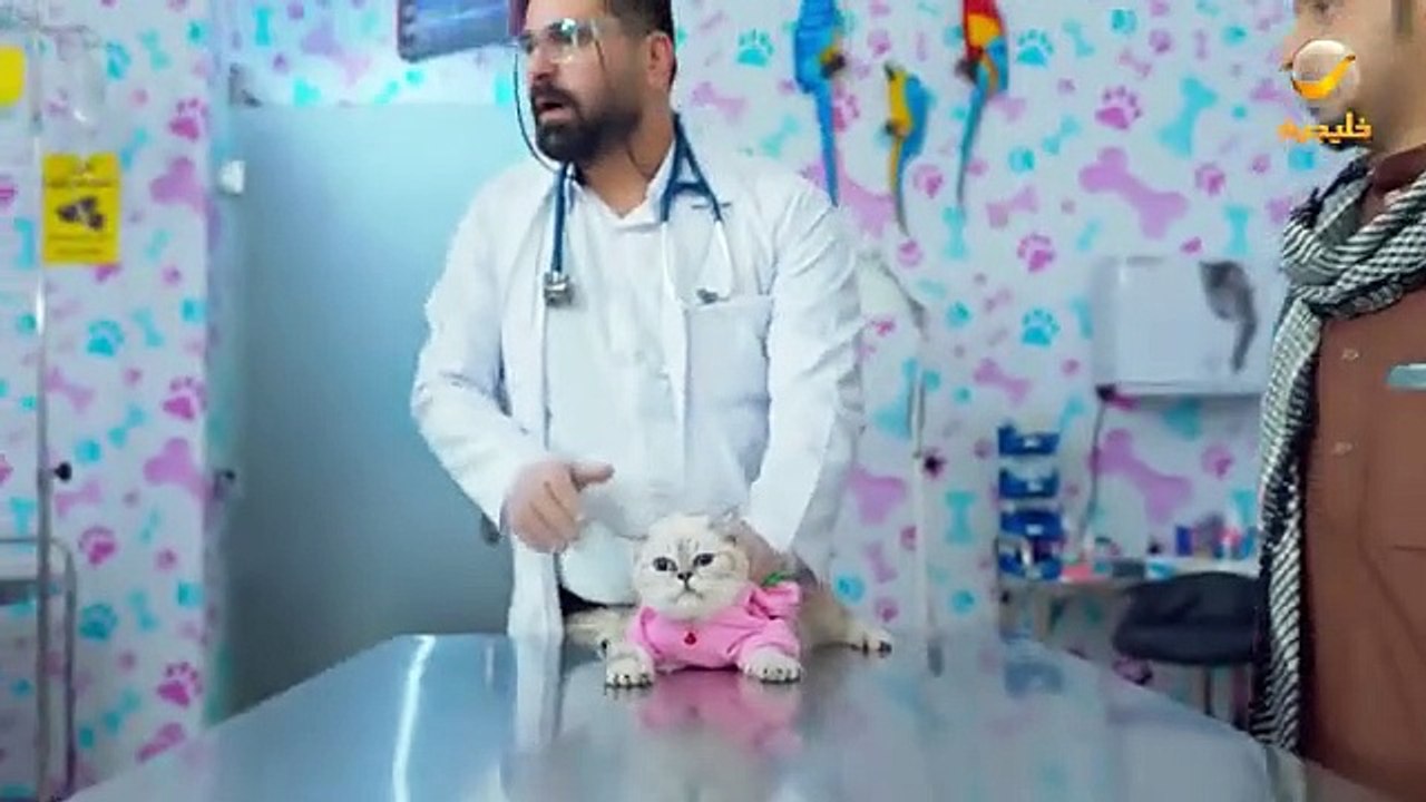 شباب البومب 11 الحلقة 12: قطة تغير حياة فيصل العيسى