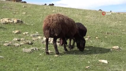Karların erimesiyle koyunlar tekrar meraya çıkarıldı