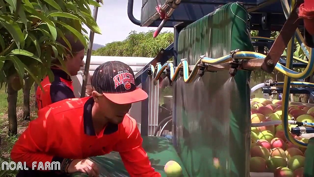 Mango Harvesting Machine - How to Mango Picking - Mango Farm Agriculture Technology