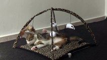 Cat Turns the Playing Frame Upside Down